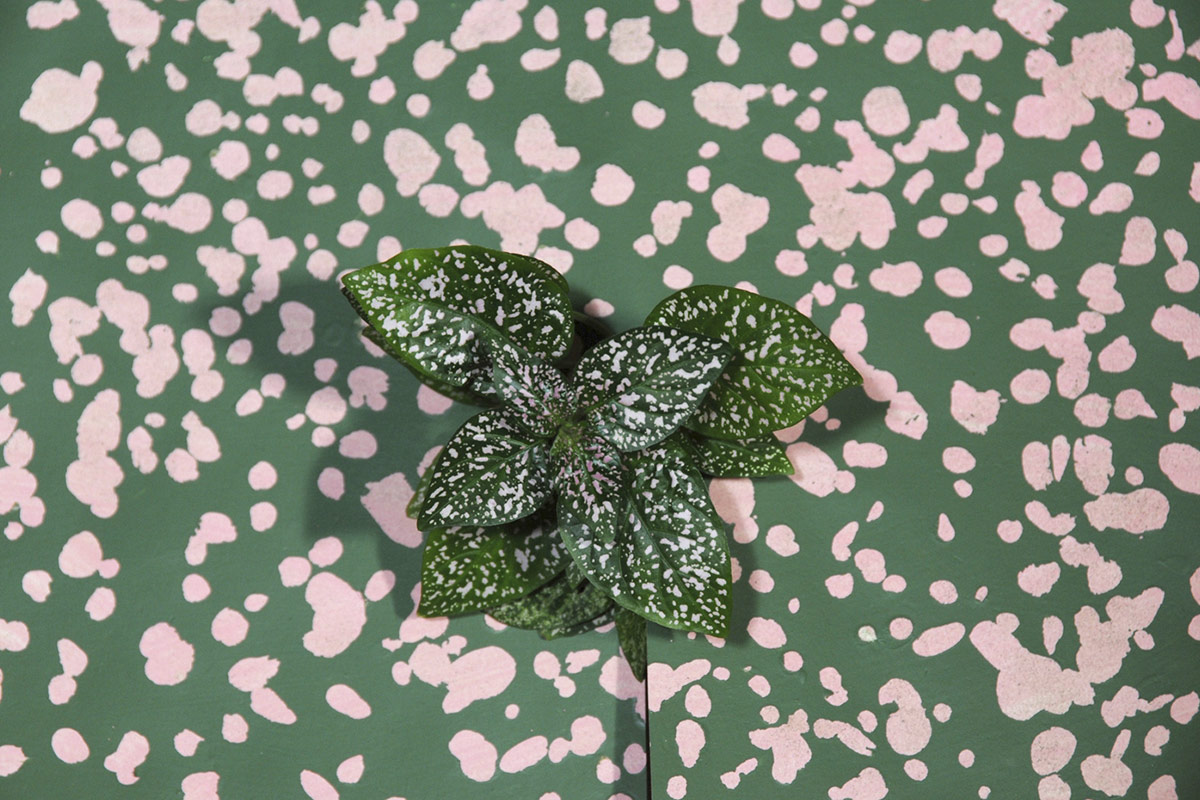 Hypoestes, pigment print